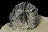 Crinoid (Gennaeocrinus) Fossil - Arkona, Canada #137269-5
